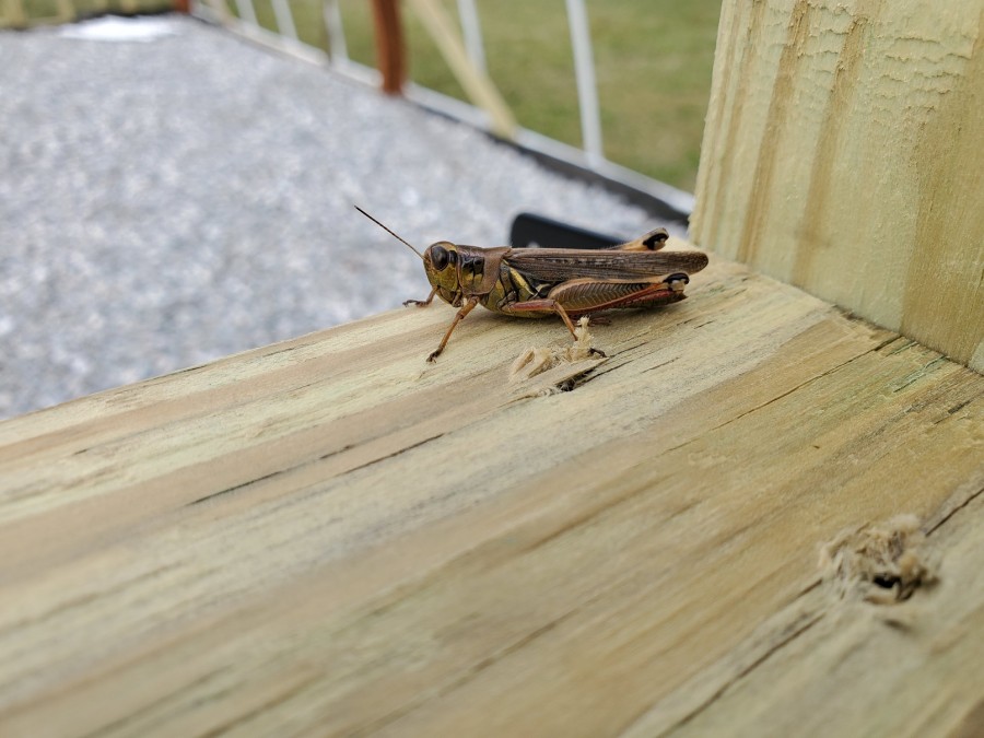 Greenhouse grasshopper