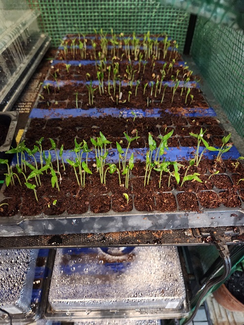 Seedlings in coco coir