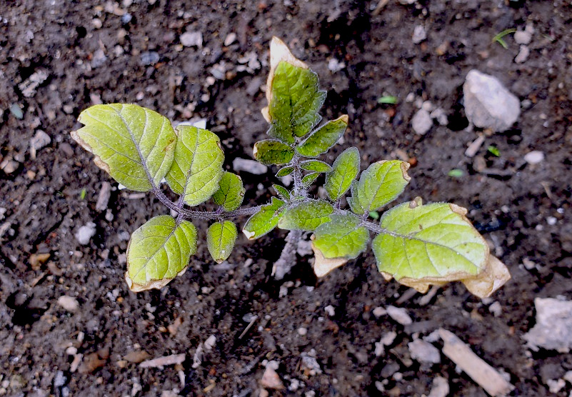 Sunburned plant