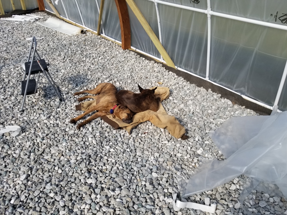 Dogs Napping in Greenhouse