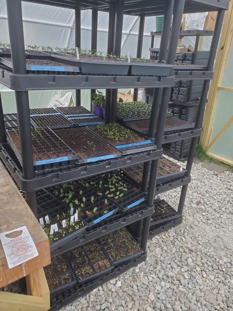 Seedlings on the Shelves