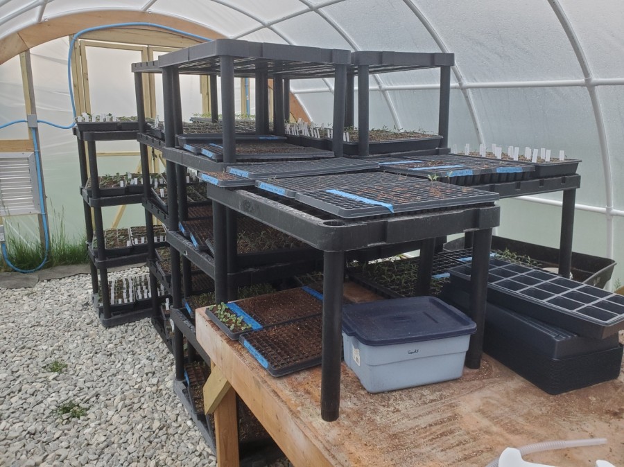 Seedlings on the Shelves