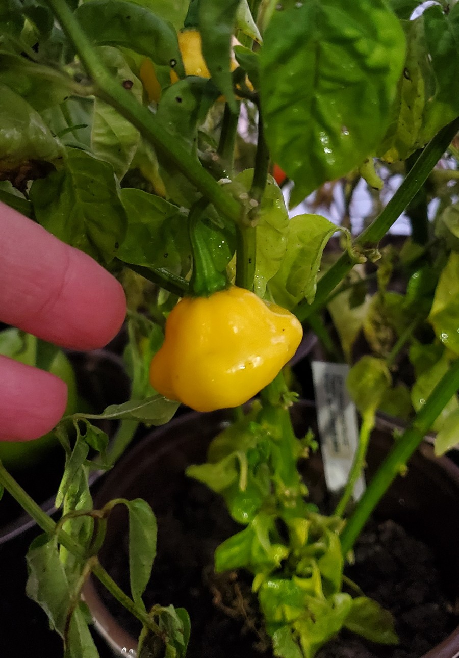 KSLS pepper on the plant 