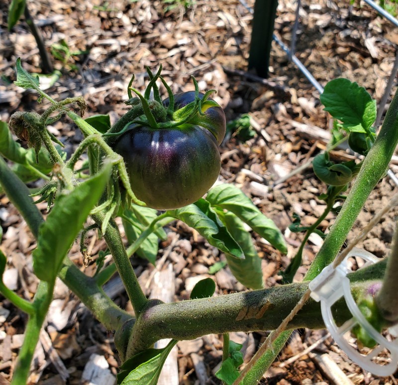 Black Beauty Tomato