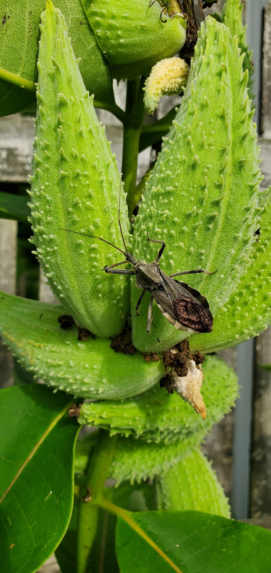 Closeup of milkweed pods with assassin bug lying in wait