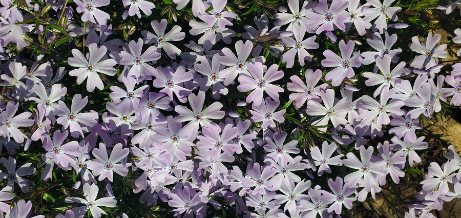 Closeup view of an established creeping moss phlox patch