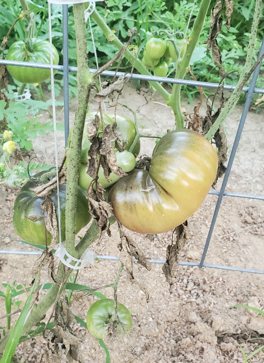 Gun metal grey tomato on the plant 