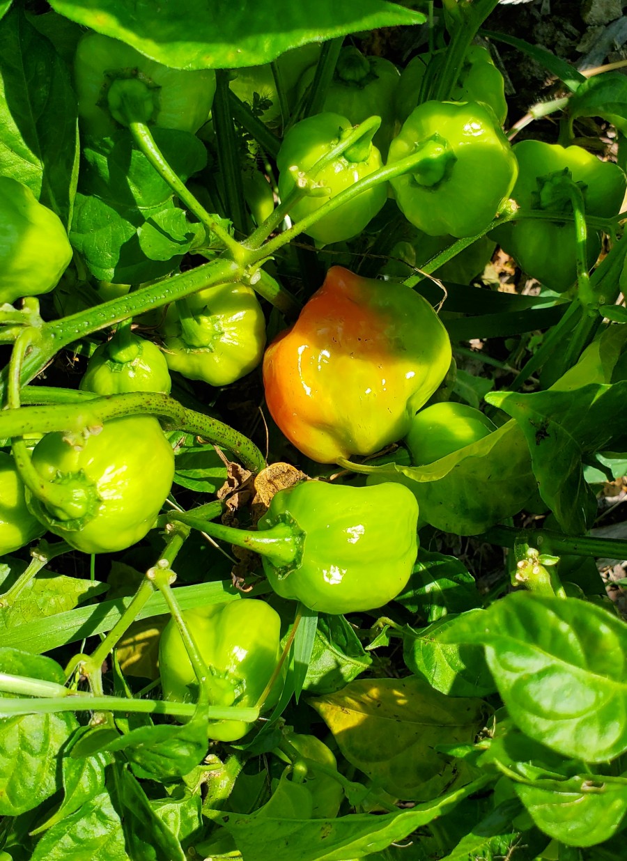 Habanero peppers before ripening