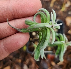 Lavender with Root Rot