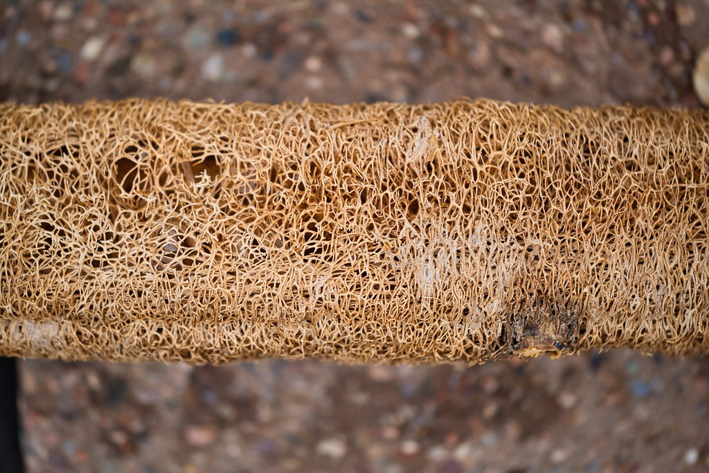 Inside view of a finished luffa gourd