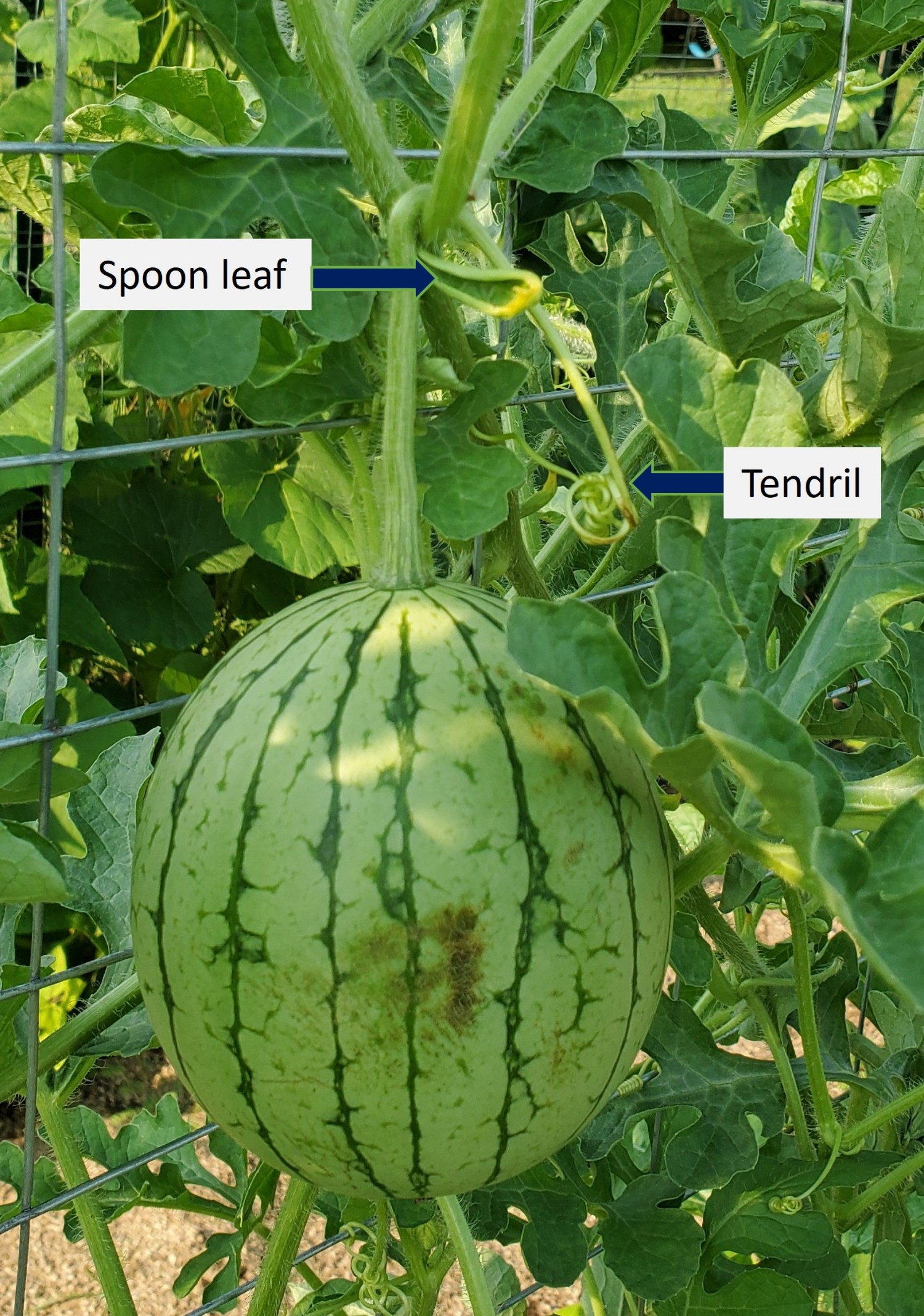 A small watermelon hangs on a trellis. There is text with an arrow pointing to an example of the tendril and the spoon leaf. Both the tendril and the spoon leaf are intact.