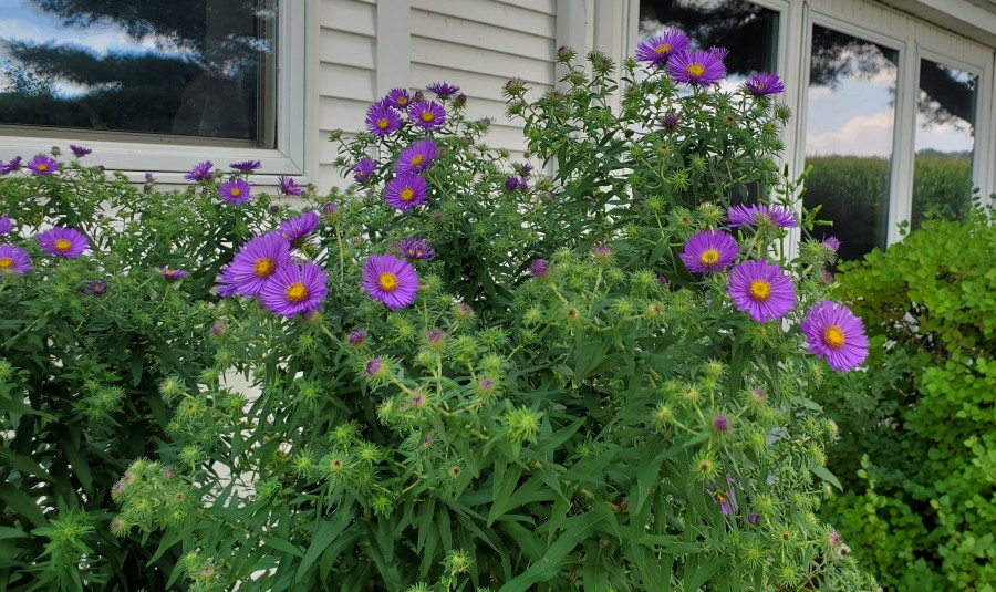 Aklternate photo of New England asters