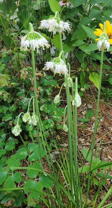 Wide view of nodding wild onion in bloom