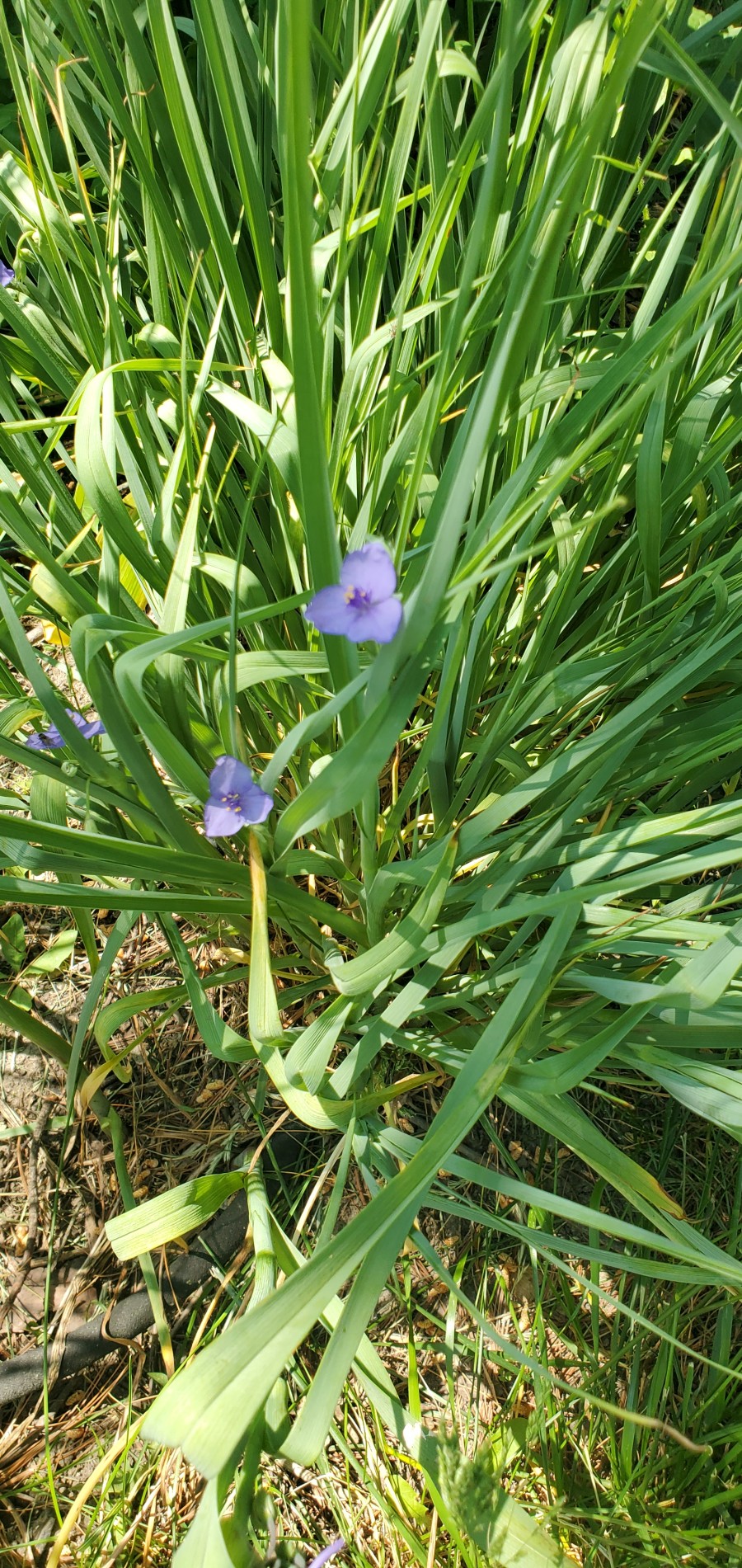 Wide view of ohio spiderwart plant 