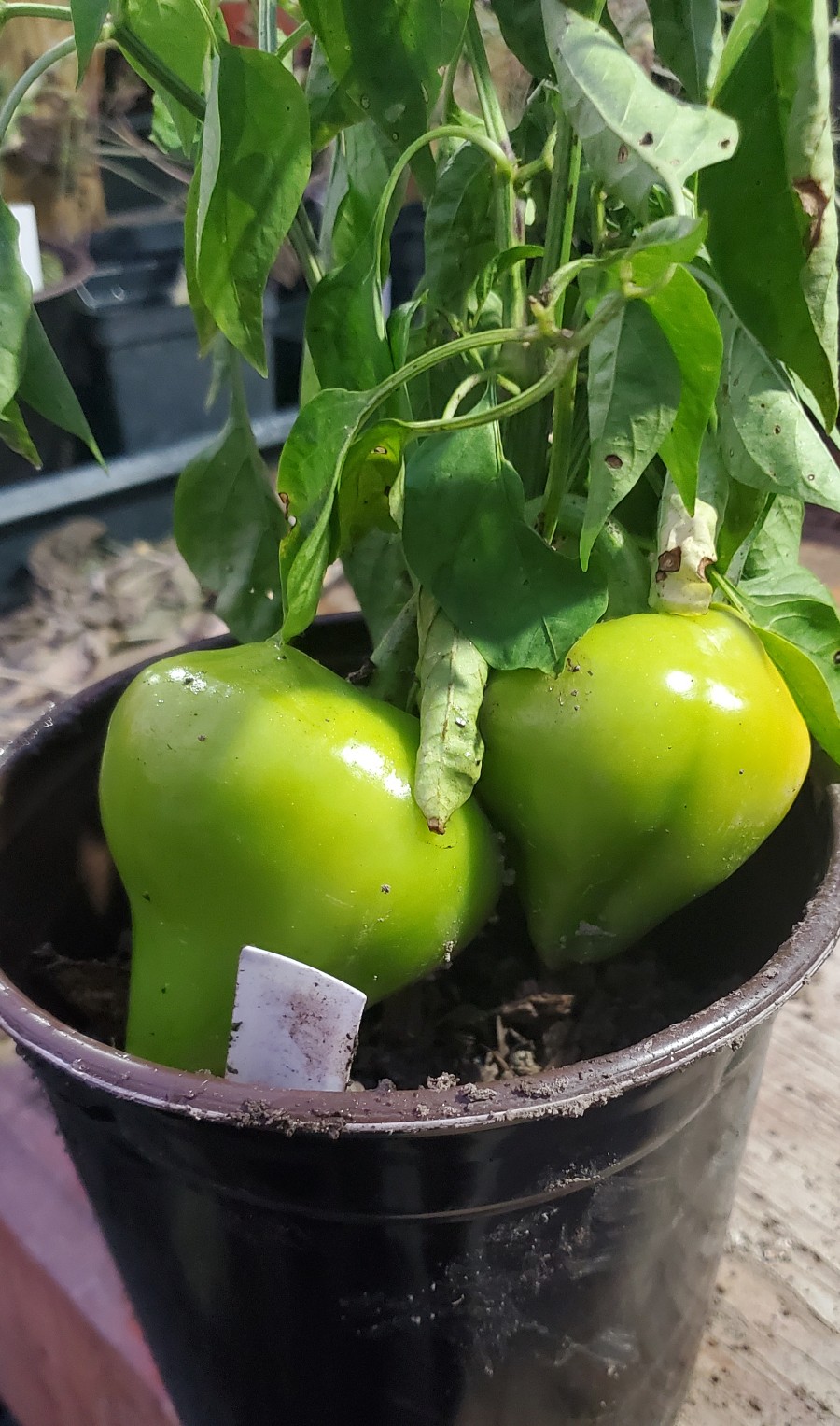 Orange leysa before ripening