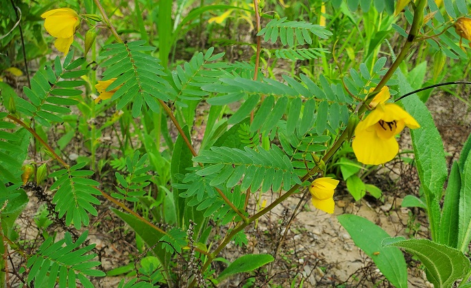 Closeup of partridge pea plant 