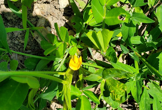 Close up of peanut flower