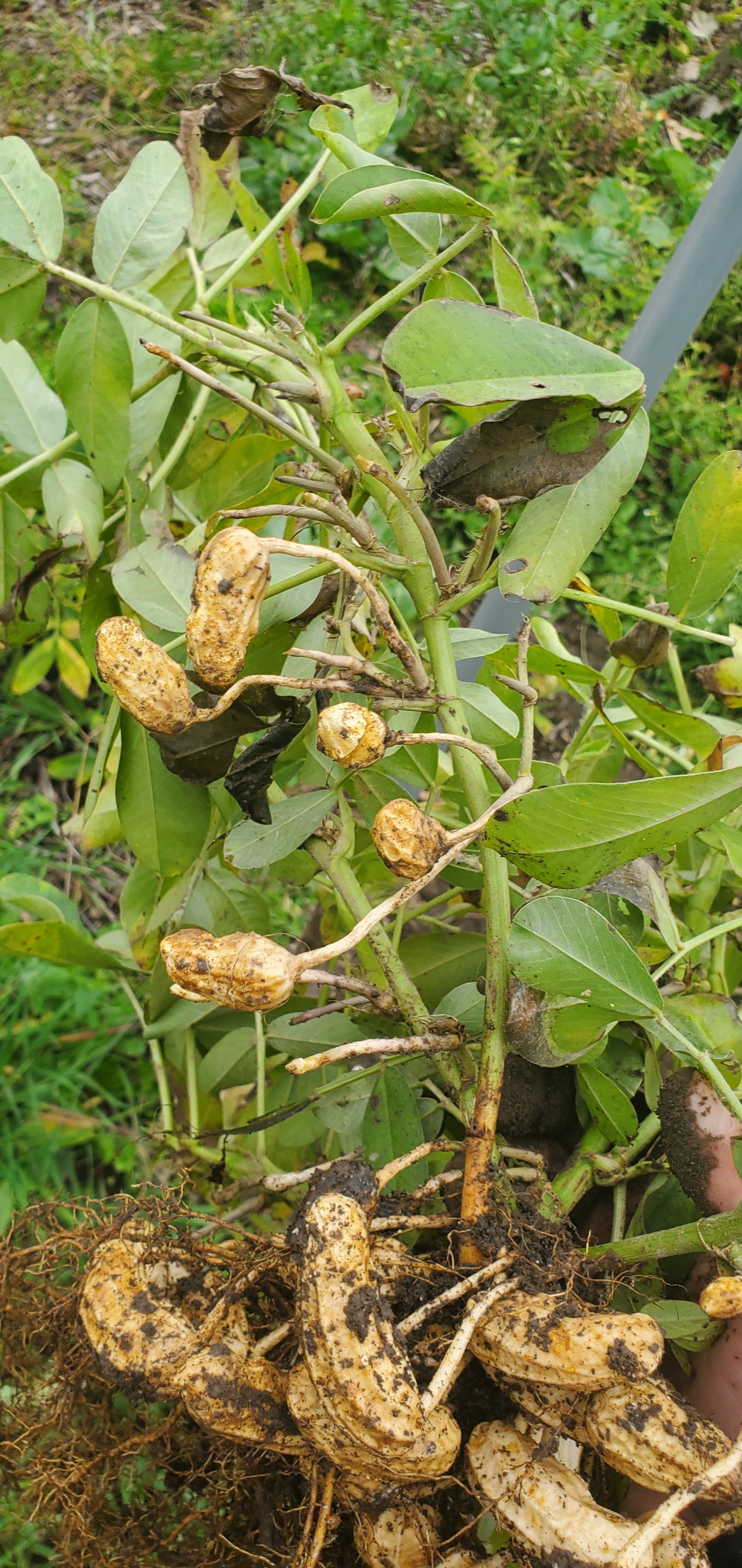 Close up of peanuts on a harvested plant