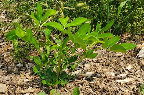 Close up of young peanut plant