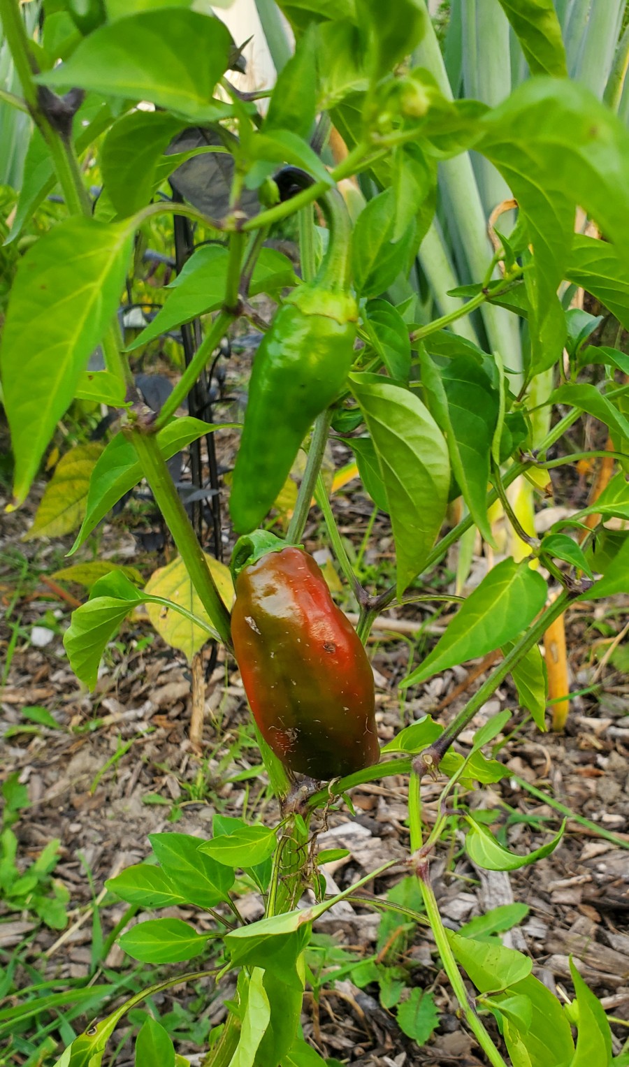 Pimenta d'Espelette peppers before ripening