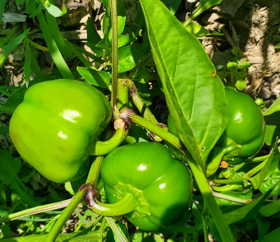 Pimento peppers before ripening