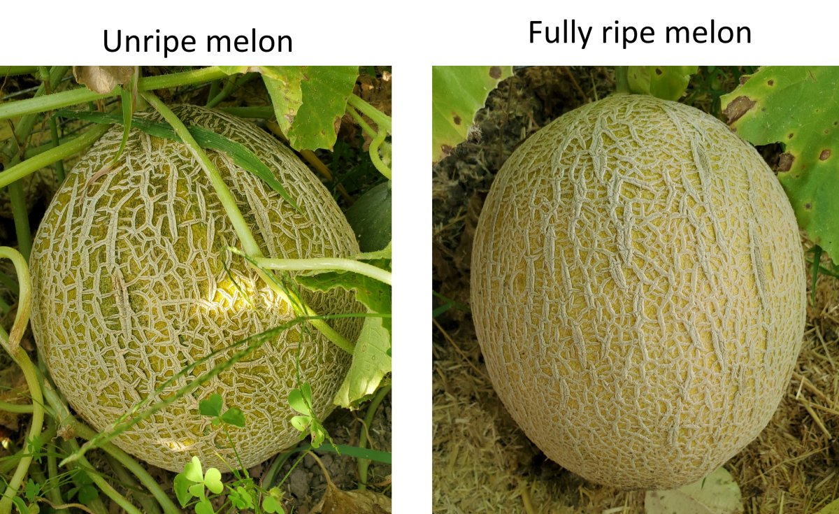 There are two pictures of a small cantaloupe sitting on the ground. The photo on the left shows a melon that has started to ripen but it is a mix of green and yellow under the netting. The photo on the right shows a fully ripened melon with a solid light orange color under the netting.