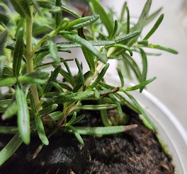 Rosemary with Root Rot