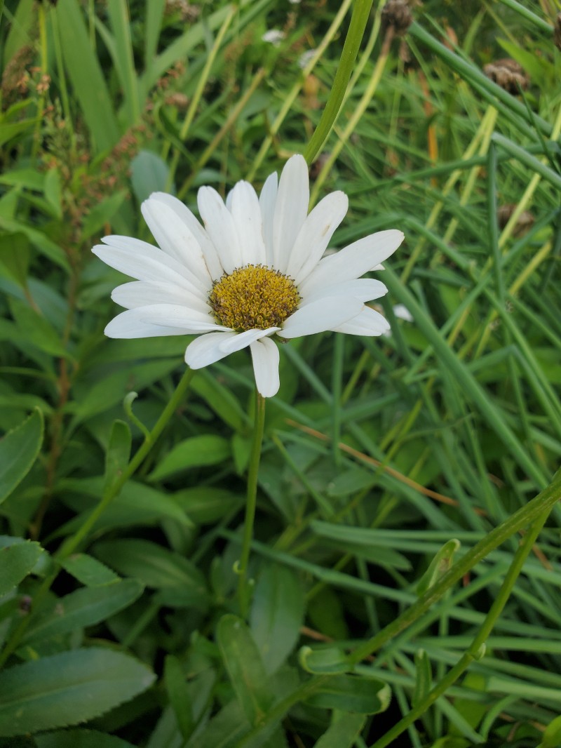 Shasta daisy store toxic to dogs