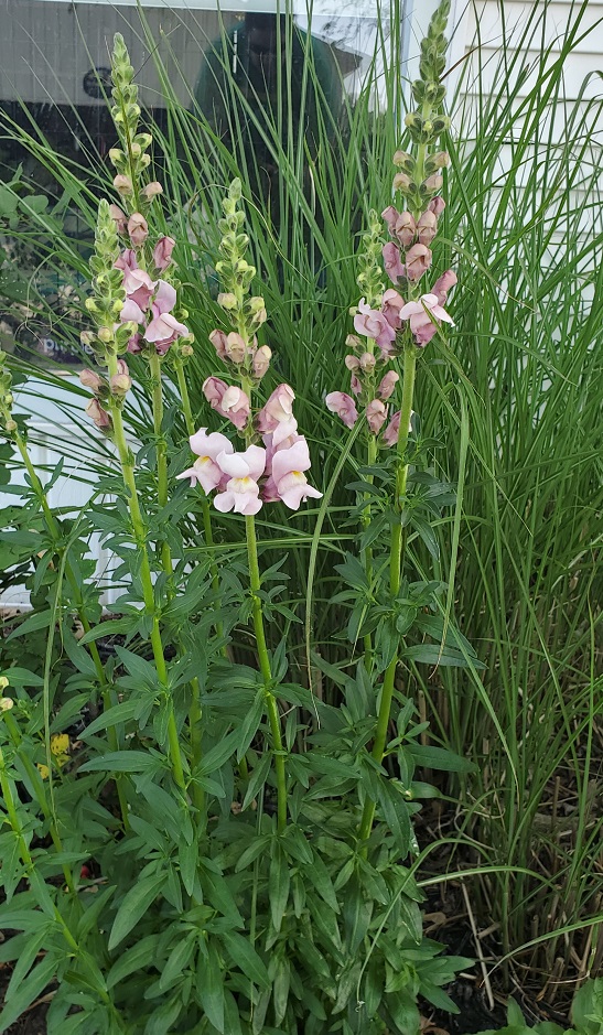 Wide view of snapdragons in bloom