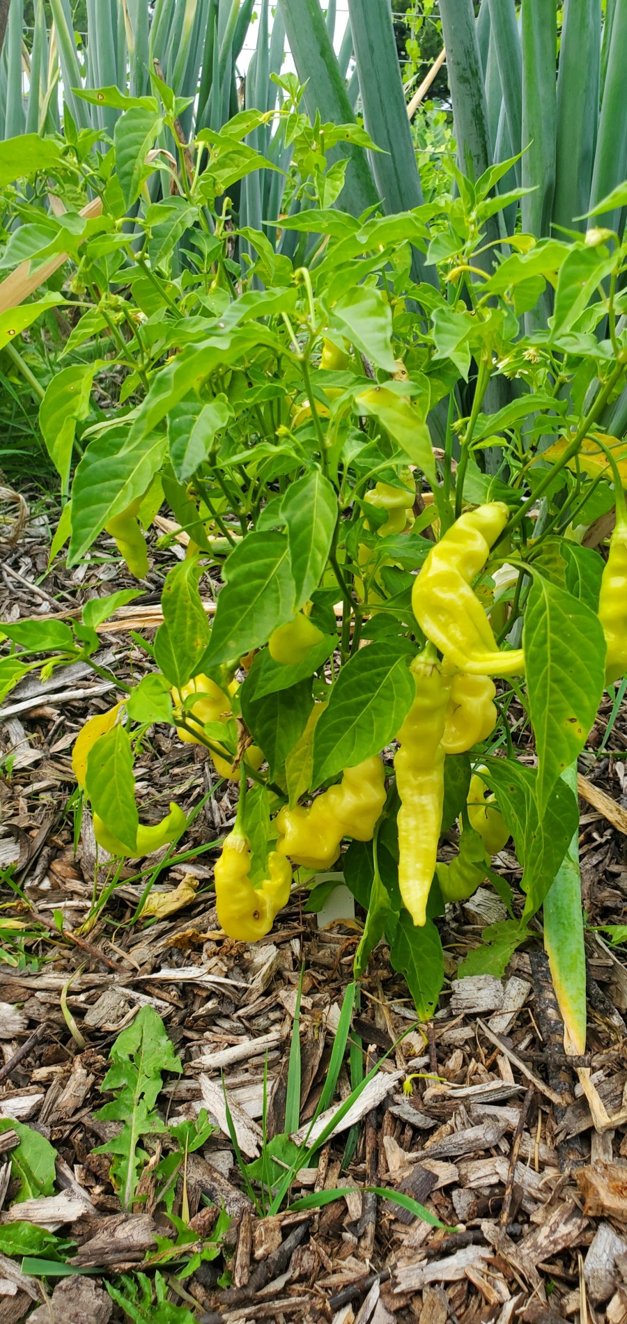 Sugar rush peach stripey peppers before ripening