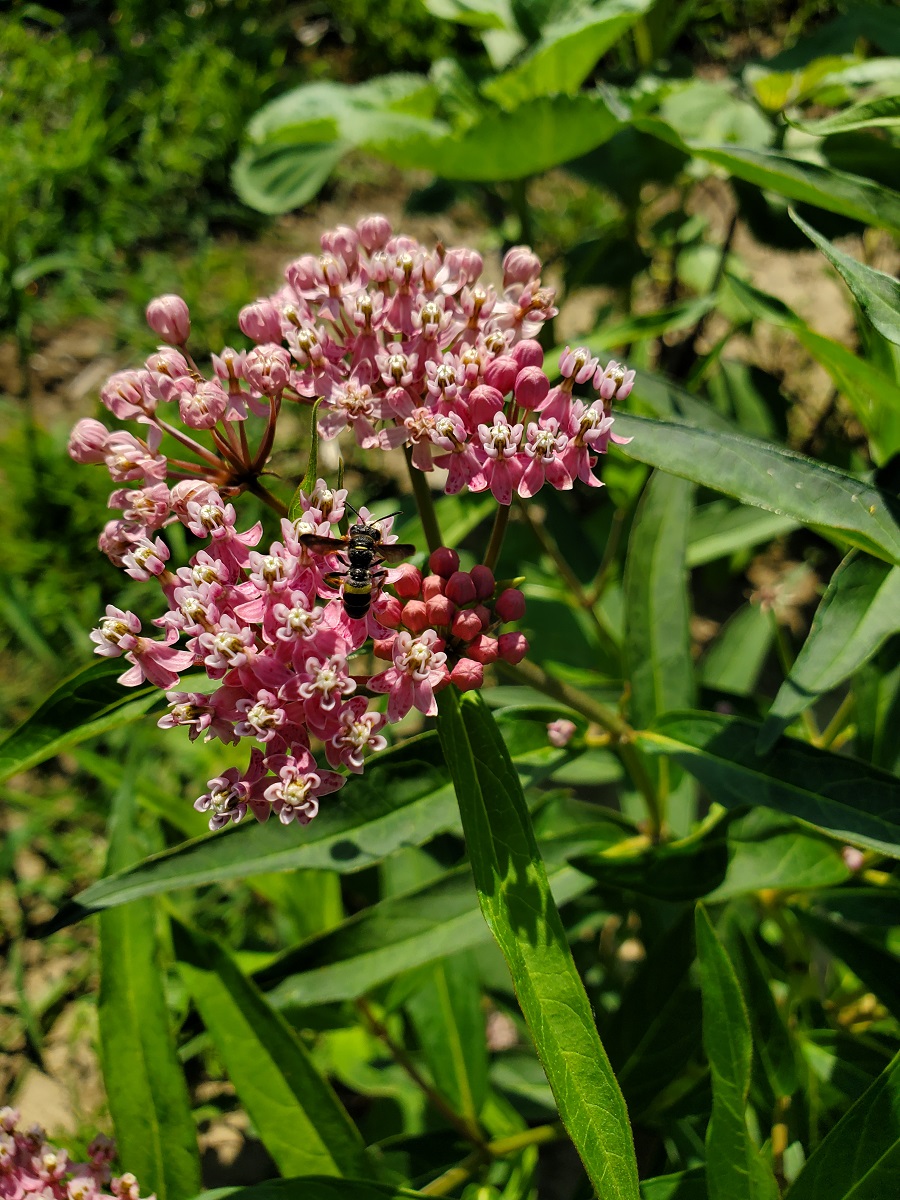 Alternate photo of swamp milkweed