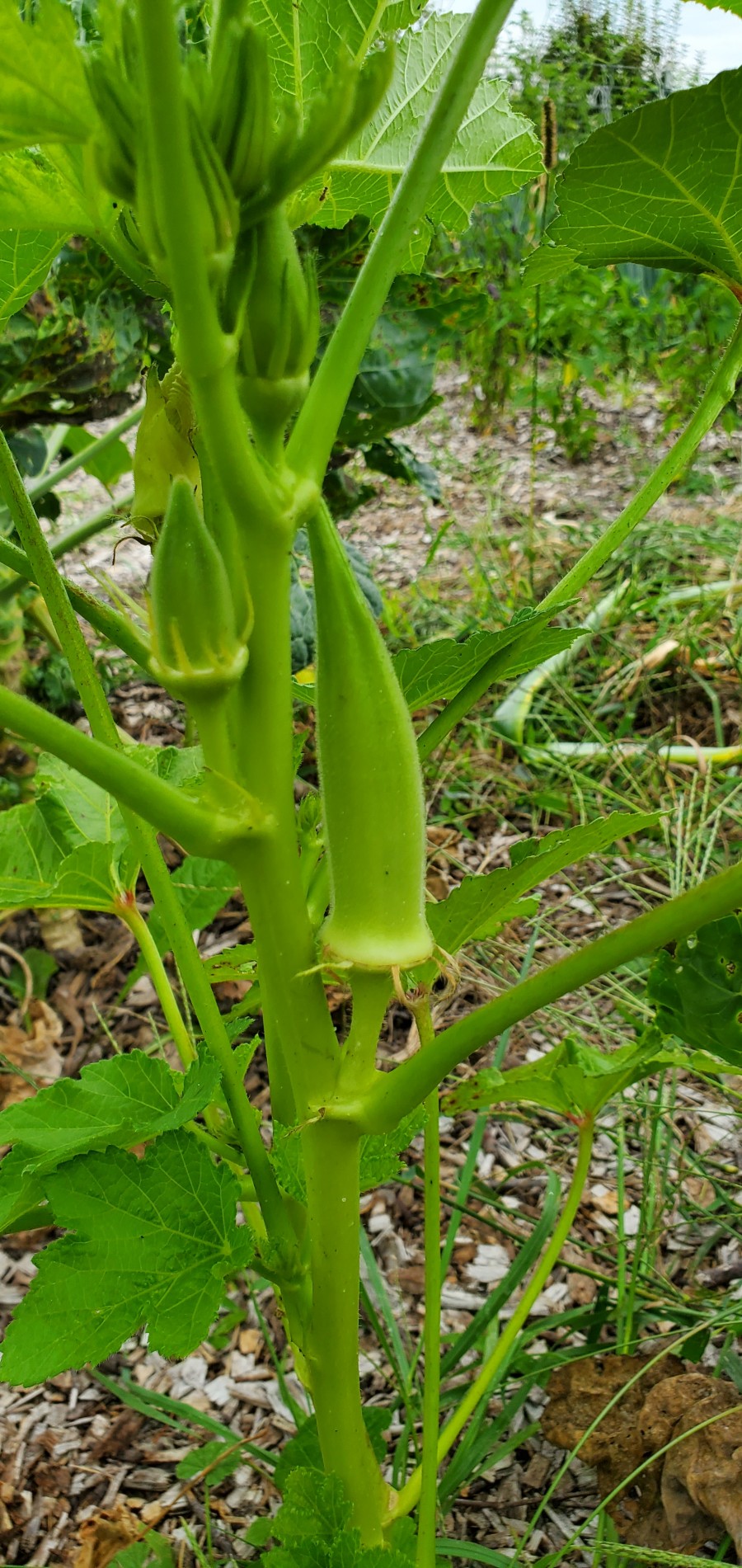 White velvet okra on the plant