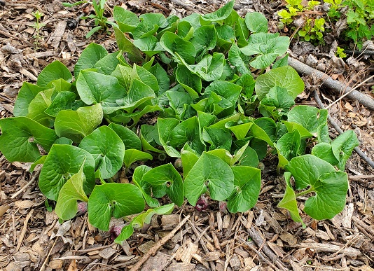 Wide view of an established wild ginger patch