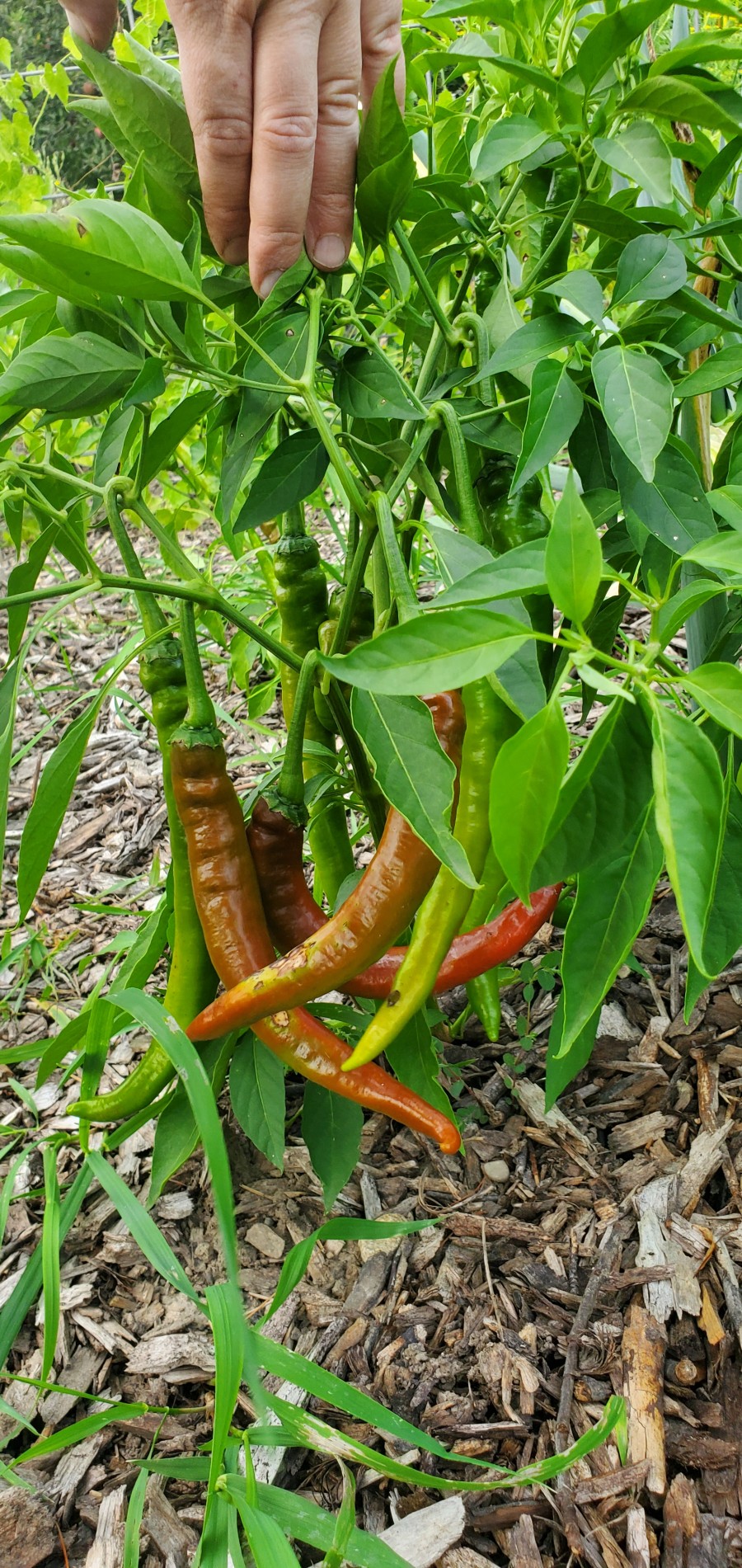 Witchstick peppers before ripening