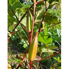 Hill County Red Okra Seeds