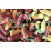 Wenk's Yellow Hot Pepper Seeds