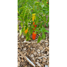 Wenk's Yellow Hot Pepper Seeds